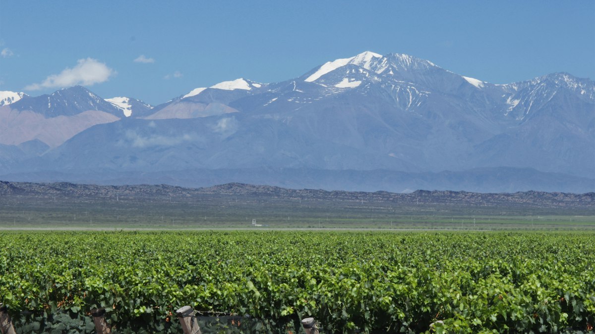 Frutas variadas de calidad premium