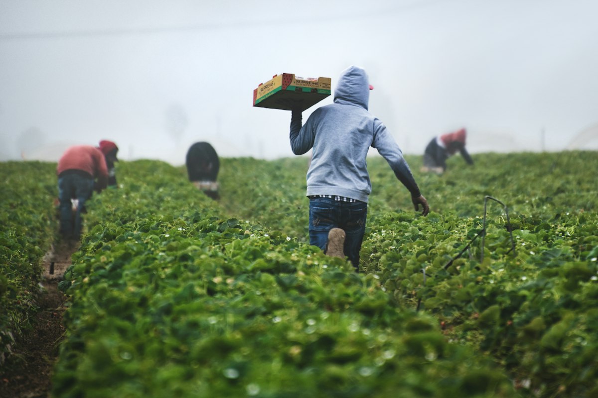 Productos agrícolas de la cooperativa